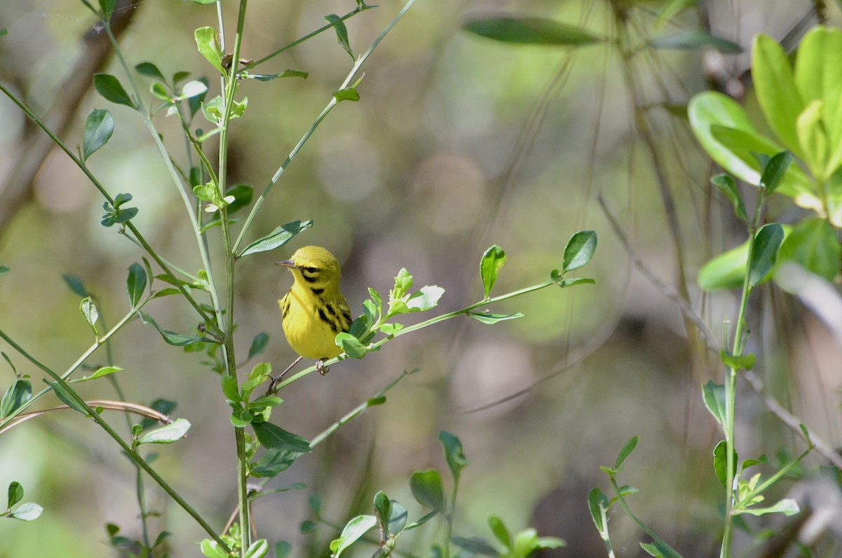 Prairie Warbler - ML650822185