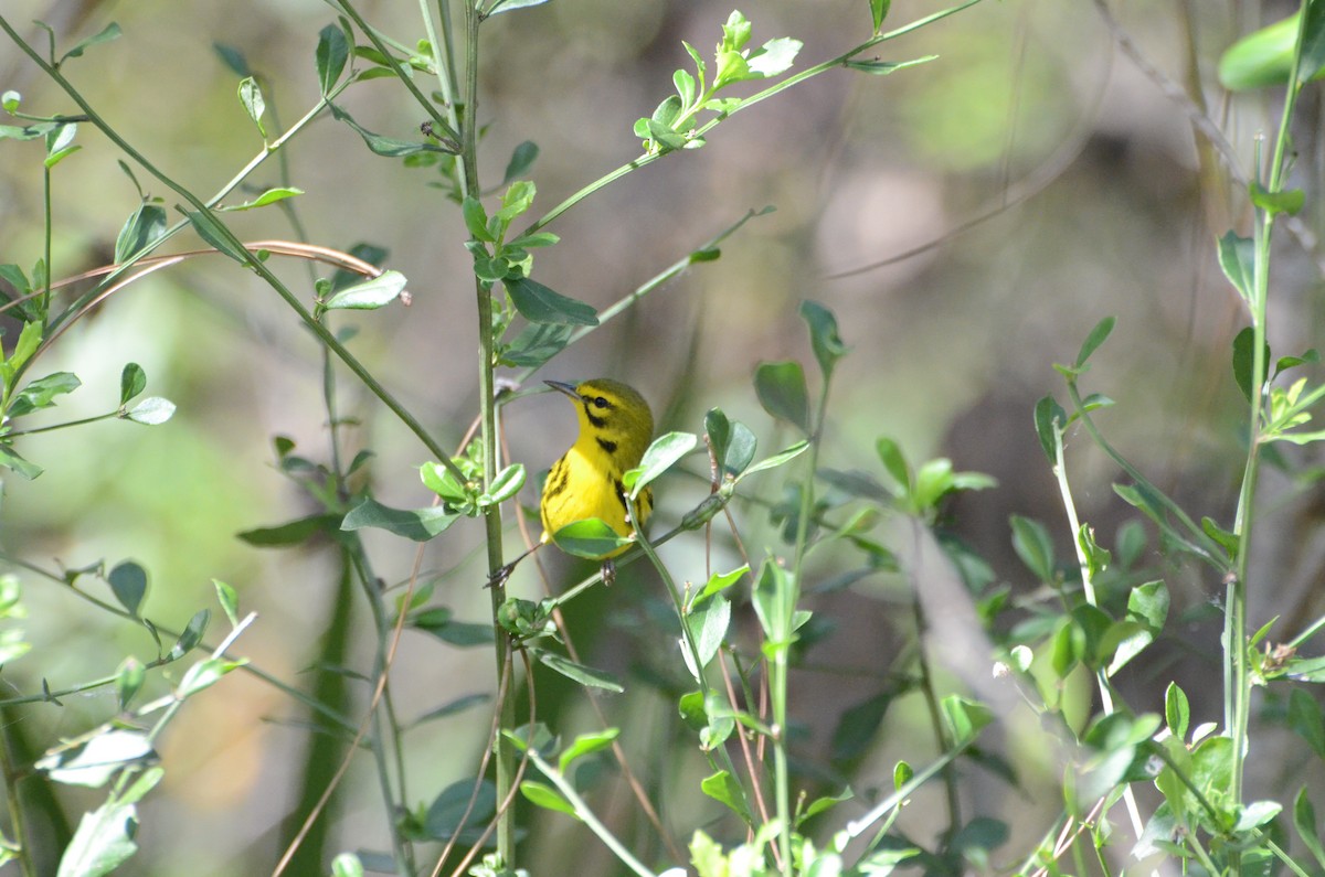 Prairie Warbler - ML650822214