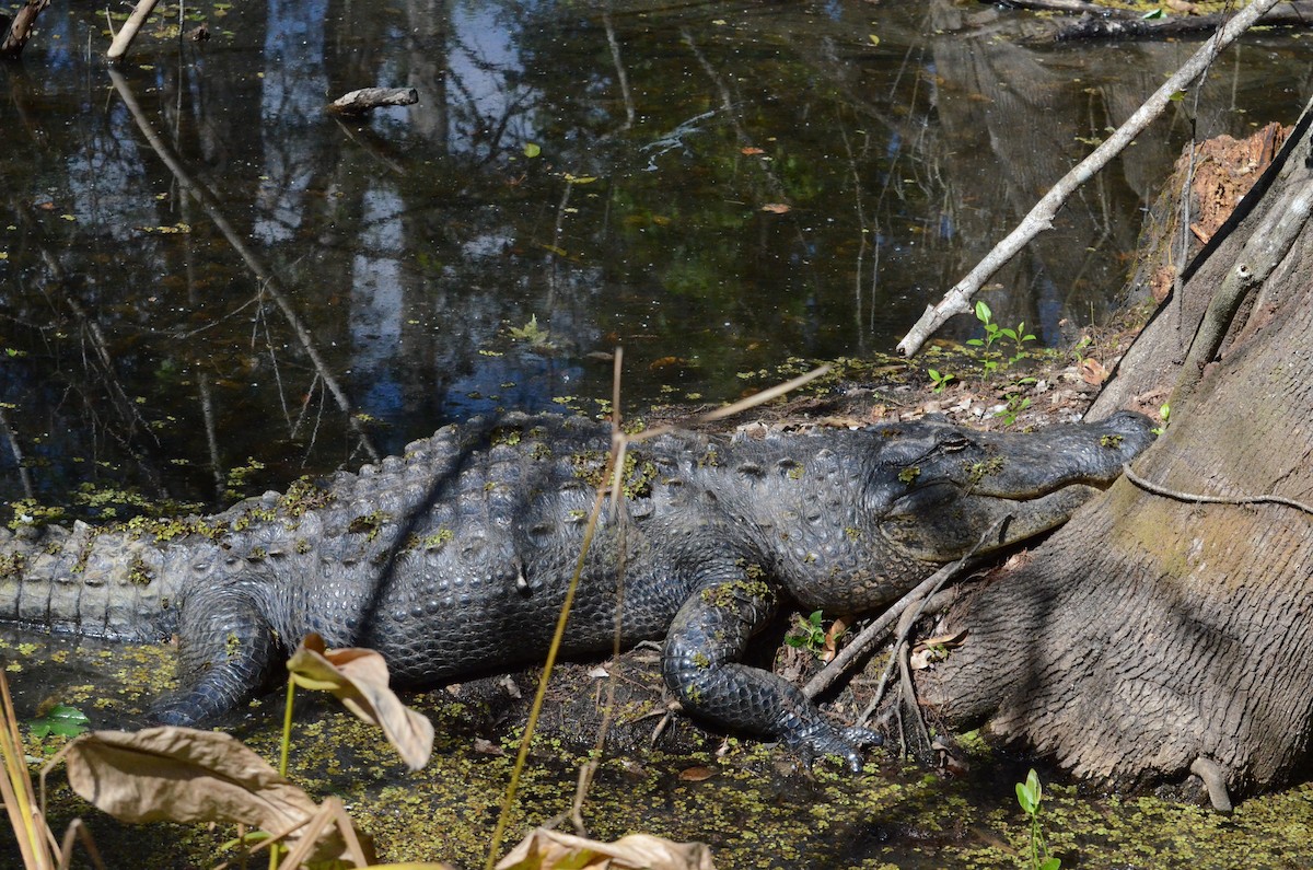 Animals - ML650822230