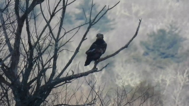 Kaya Kartalı - ML650822274