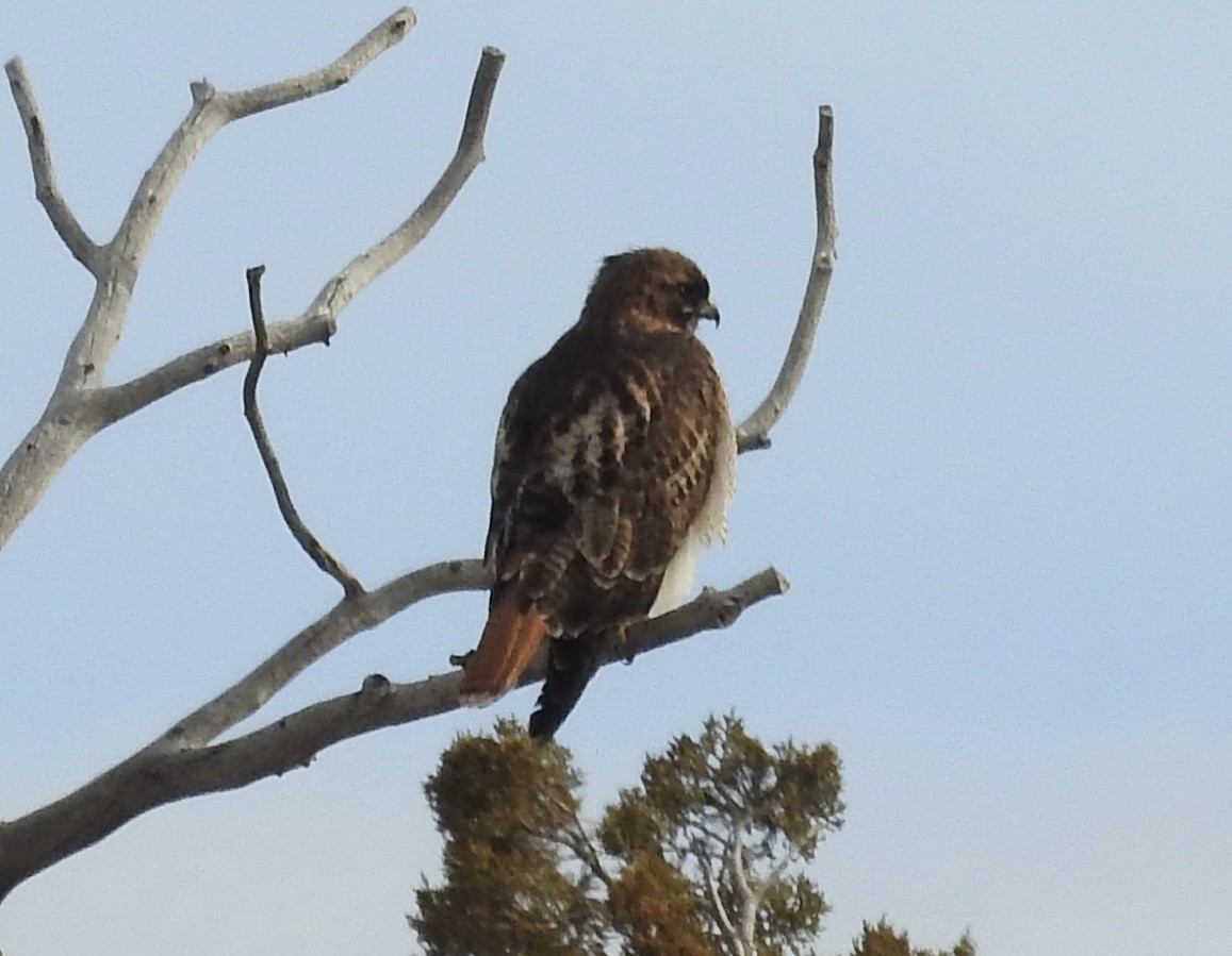 Zapelatz buztangorria - ML650822282