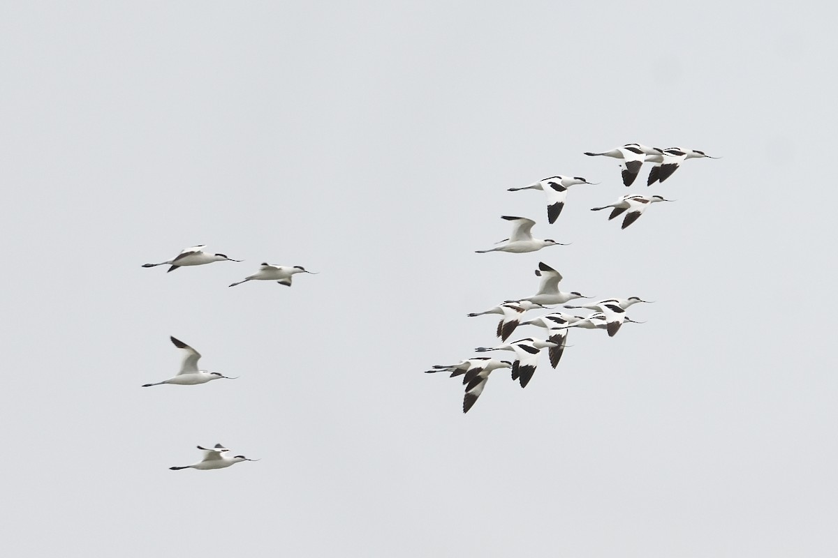 Pied Avocet - ML650822324