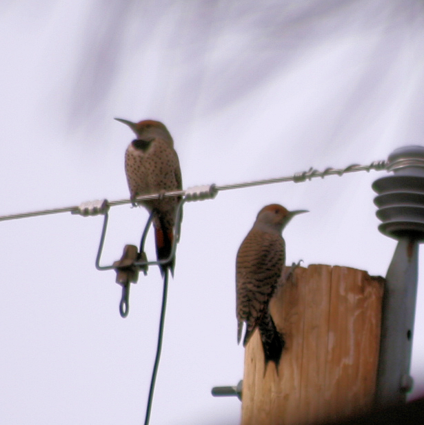 Northern Flicker - ML650822341