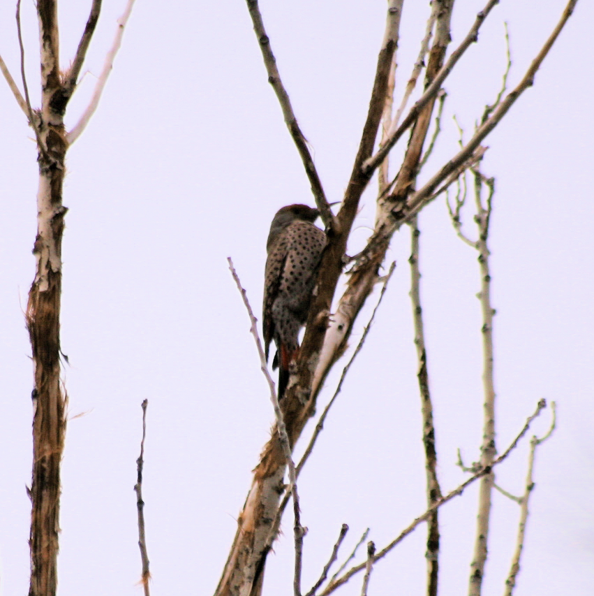 Northern Flicker - ML650822342