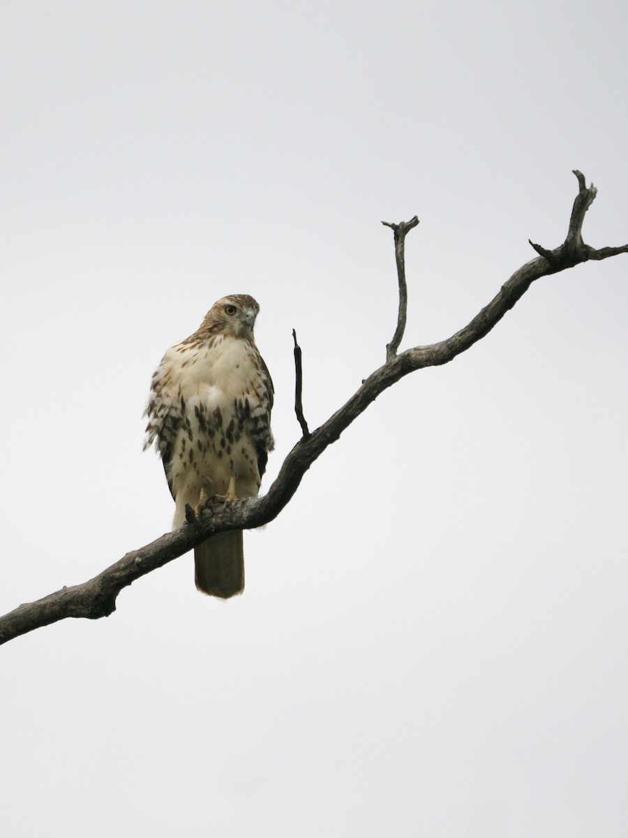 Zapelatz buztangorria - ML650822532