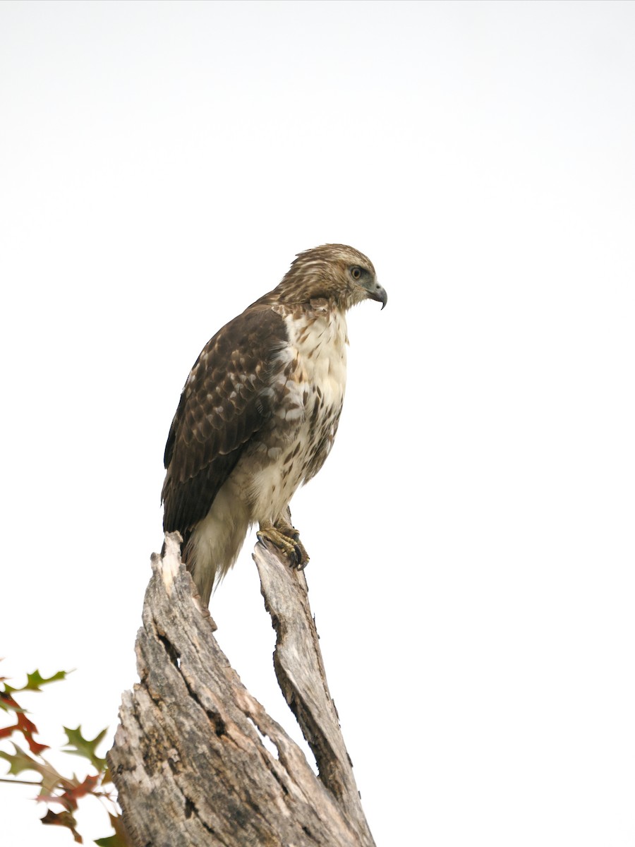 Zapelatz buztangorria - ML650822533