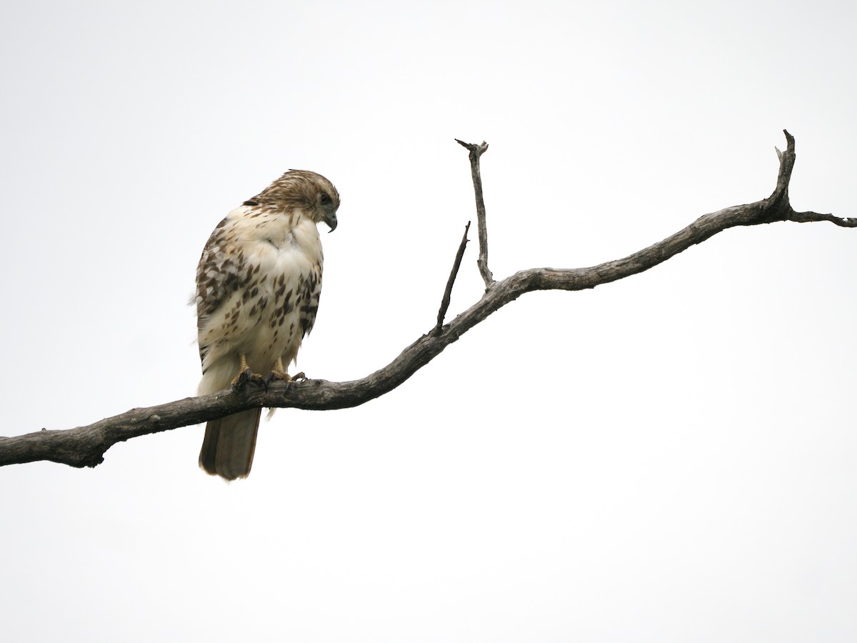 Zapelatz buztangorria - ML650822535