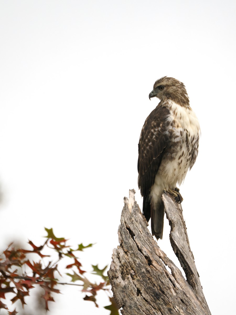 Zapelatz buztangorria - ML650822536