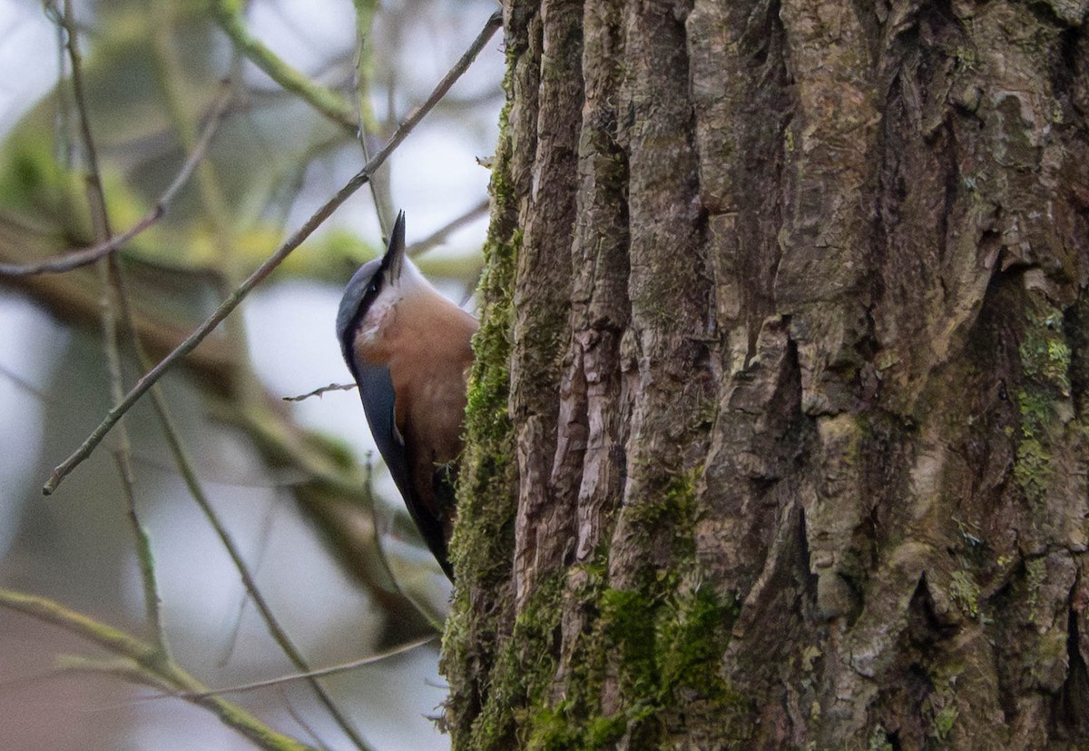 Garrapo eurasiarra - ML650822555