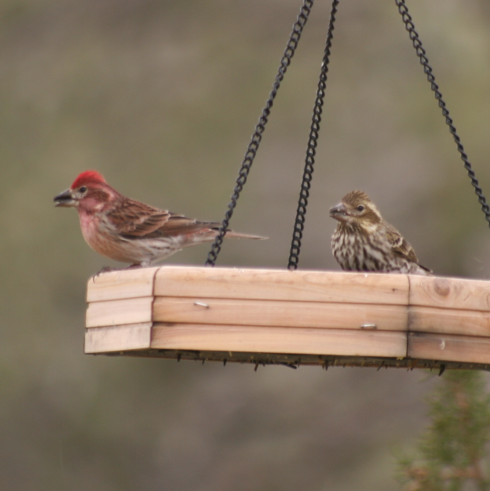 Cassin's Finch - ML650822559