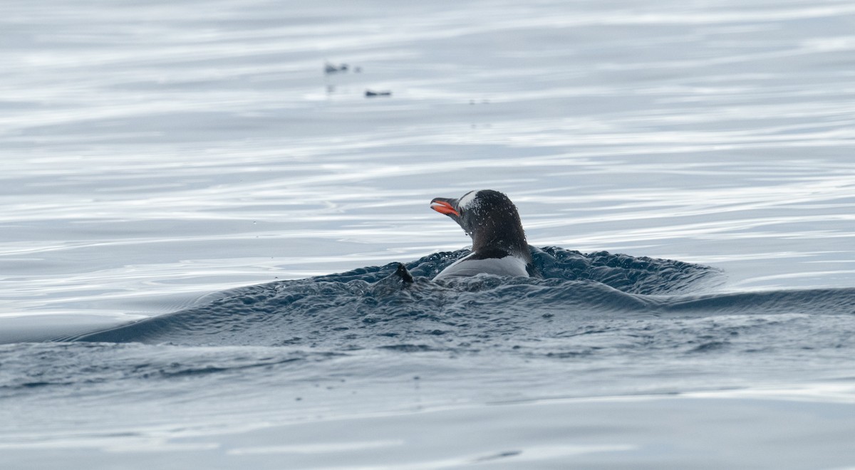 Gentoo Penguin - ML650822560