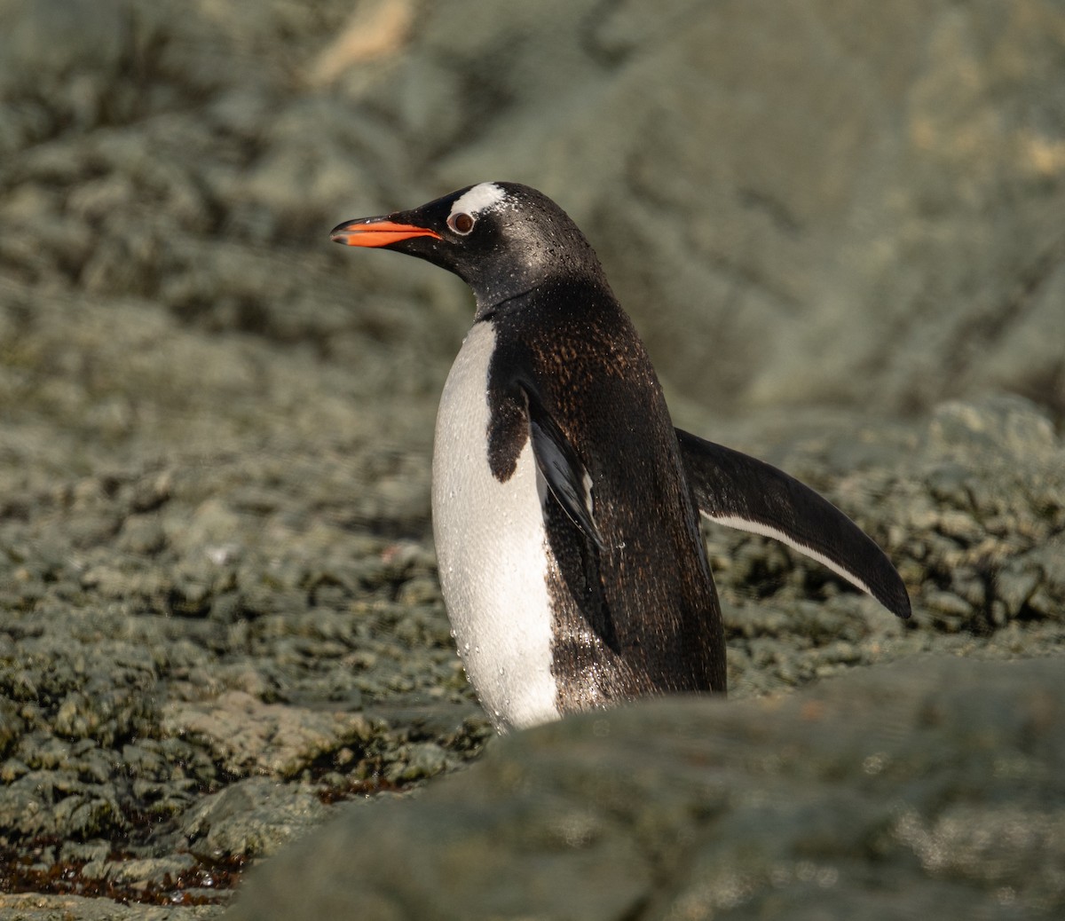 Gentoo Penguin - ML650822569