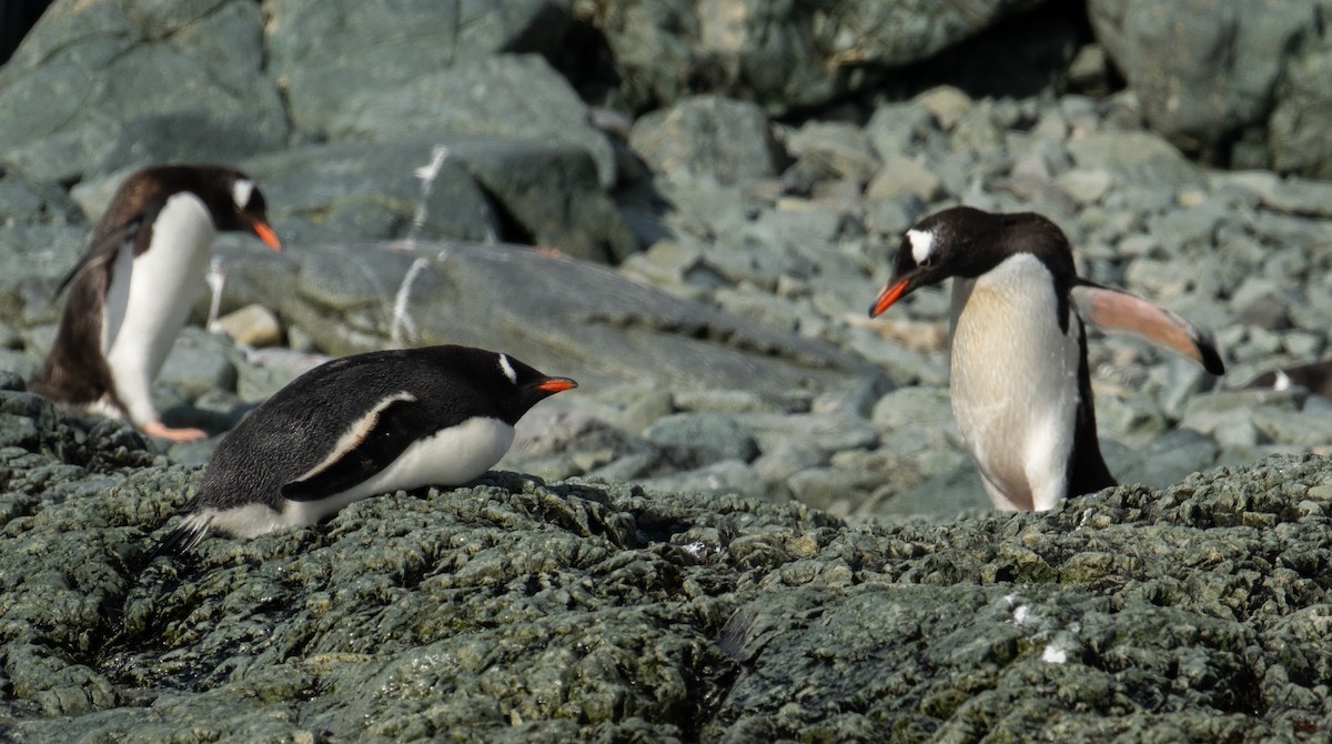 Gentoo Penguin - ML650822591
