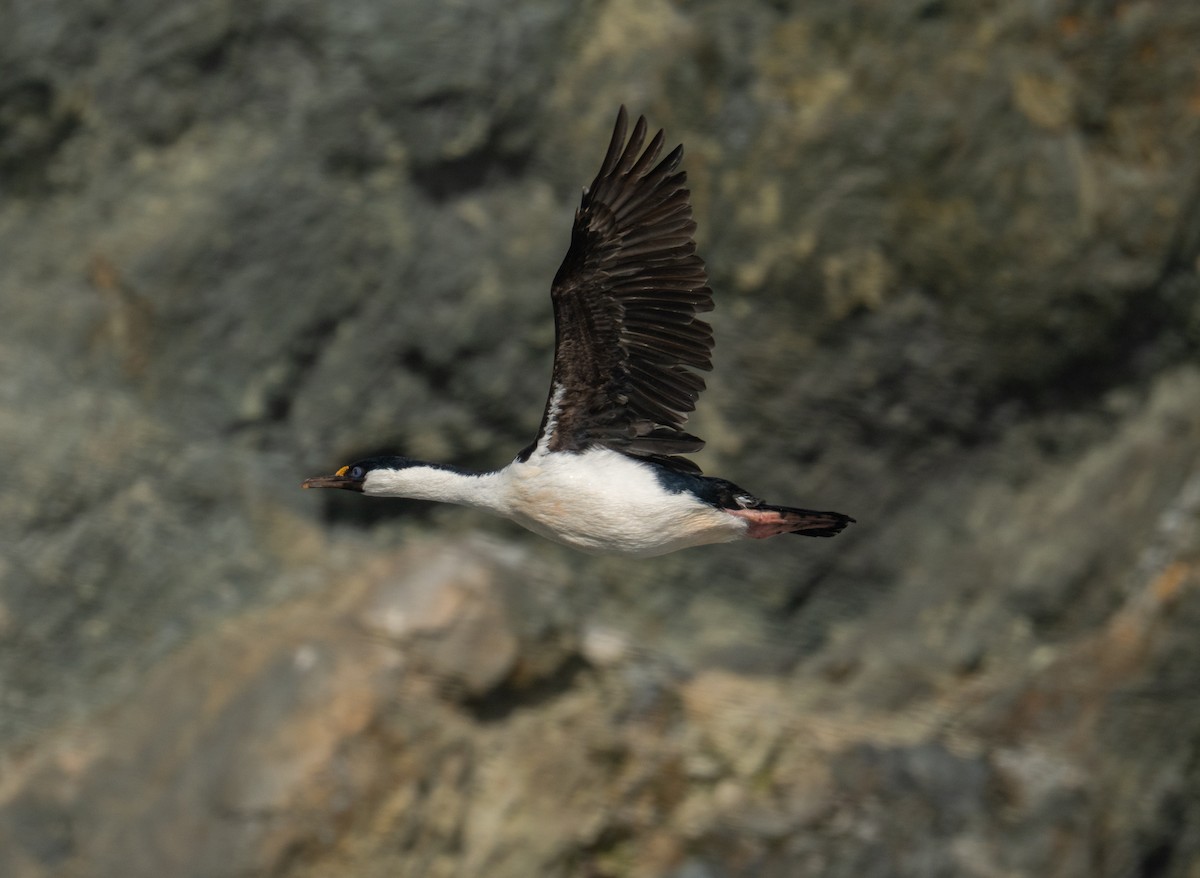 Imperial Cormorant - ML650822602