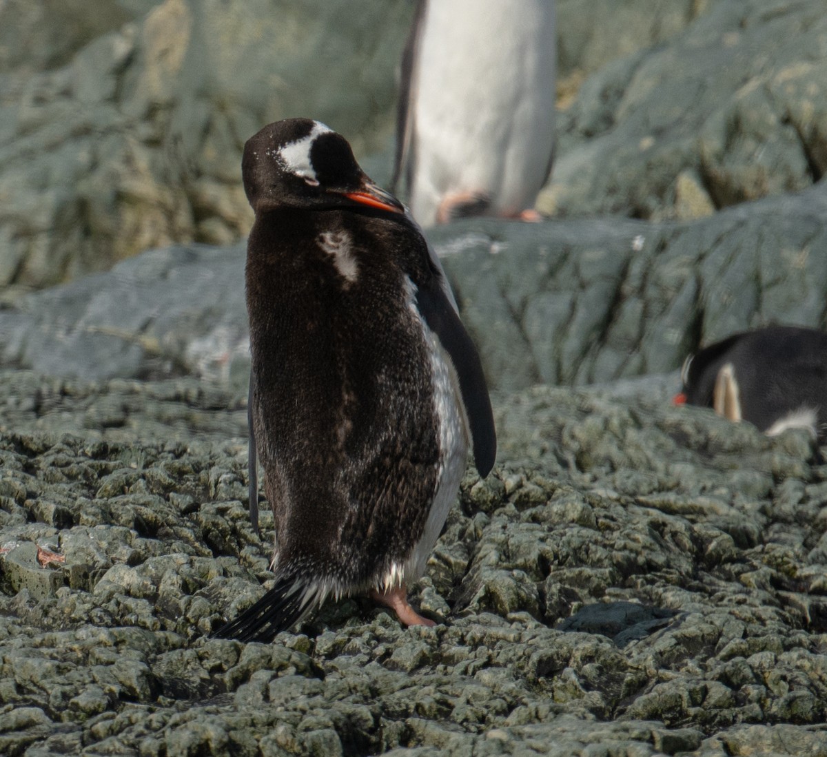 Gentoo Penguin - ML650822611