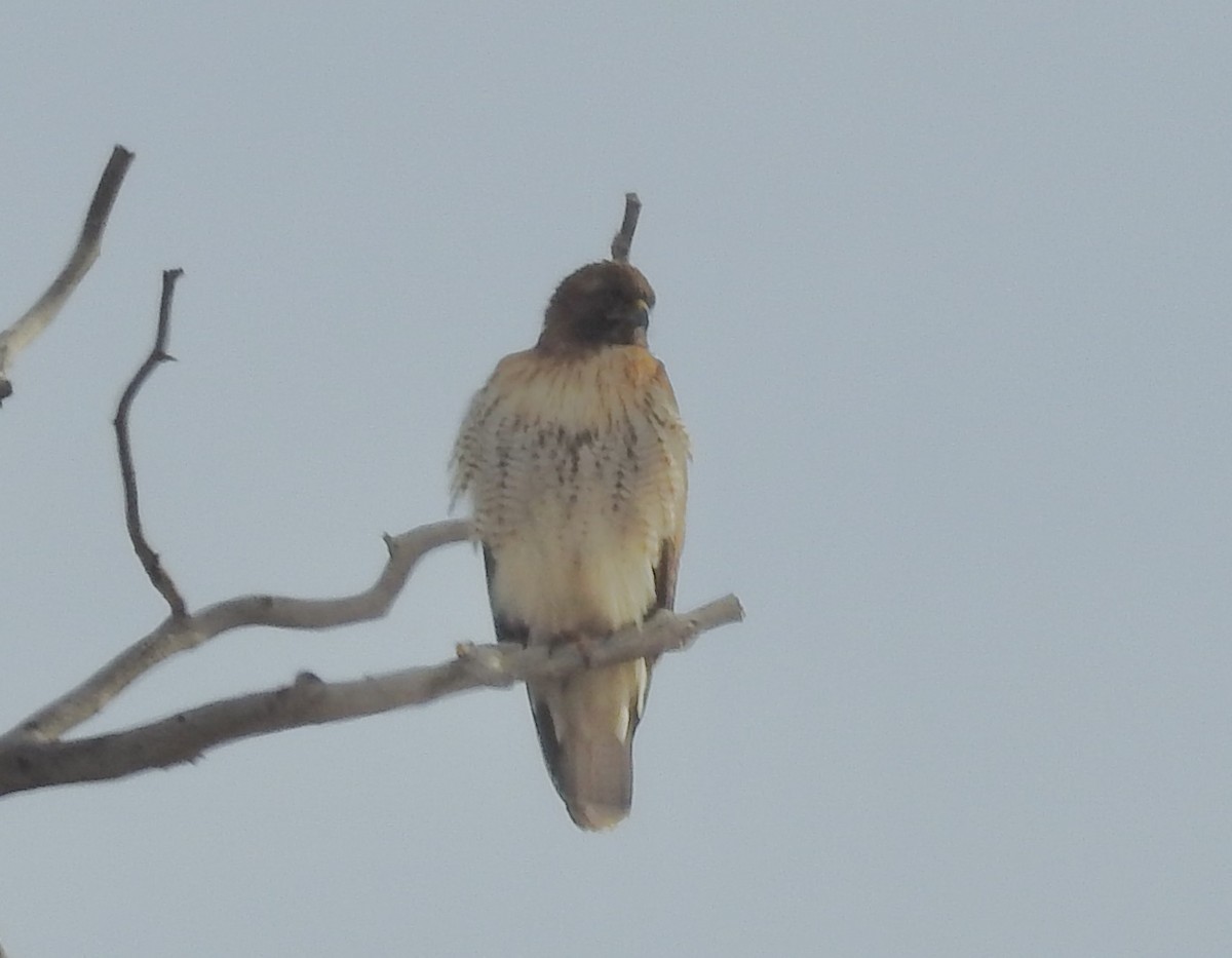 Zapelatz buztangorria - ML650822615