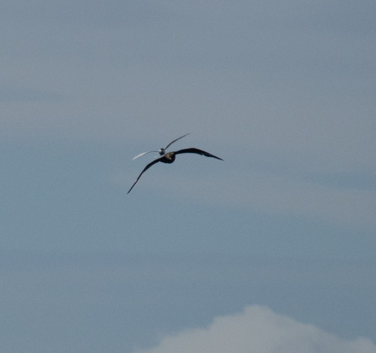 Antarctic Tern - ML650822621