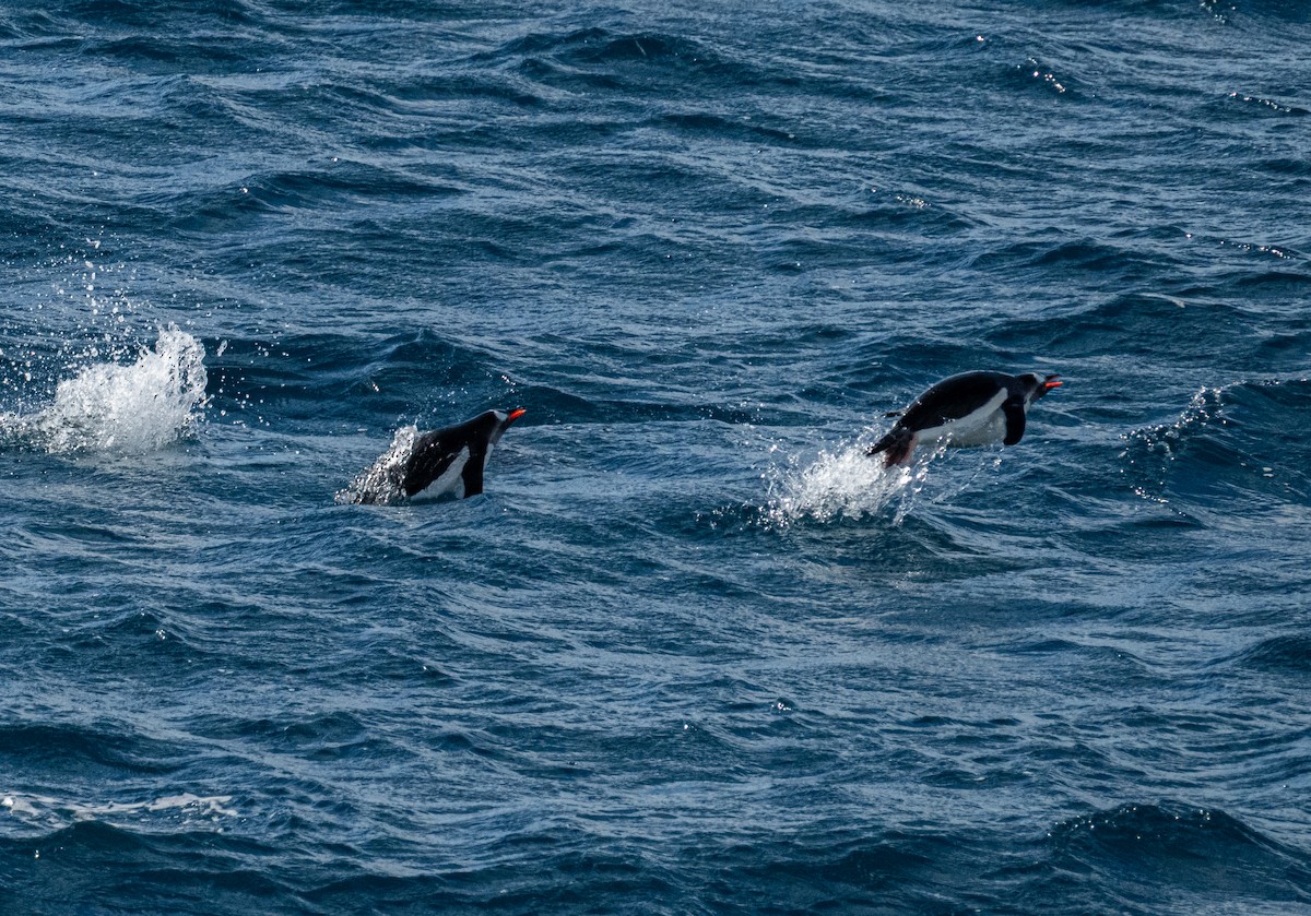 Gentoo Penguin - ML650822626