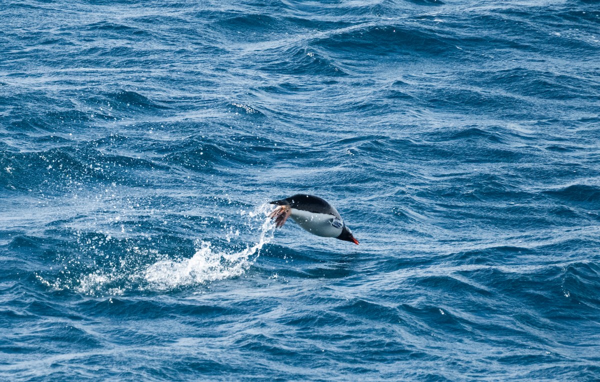 Gentoo Penguin - ML650822632