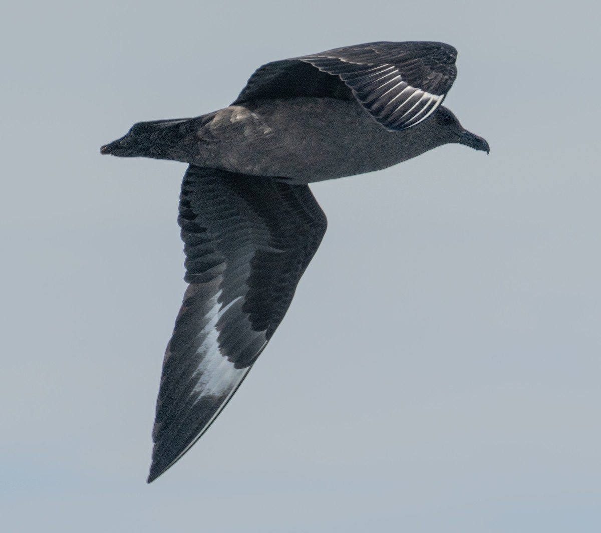 חמסן דרומי - ML650822640