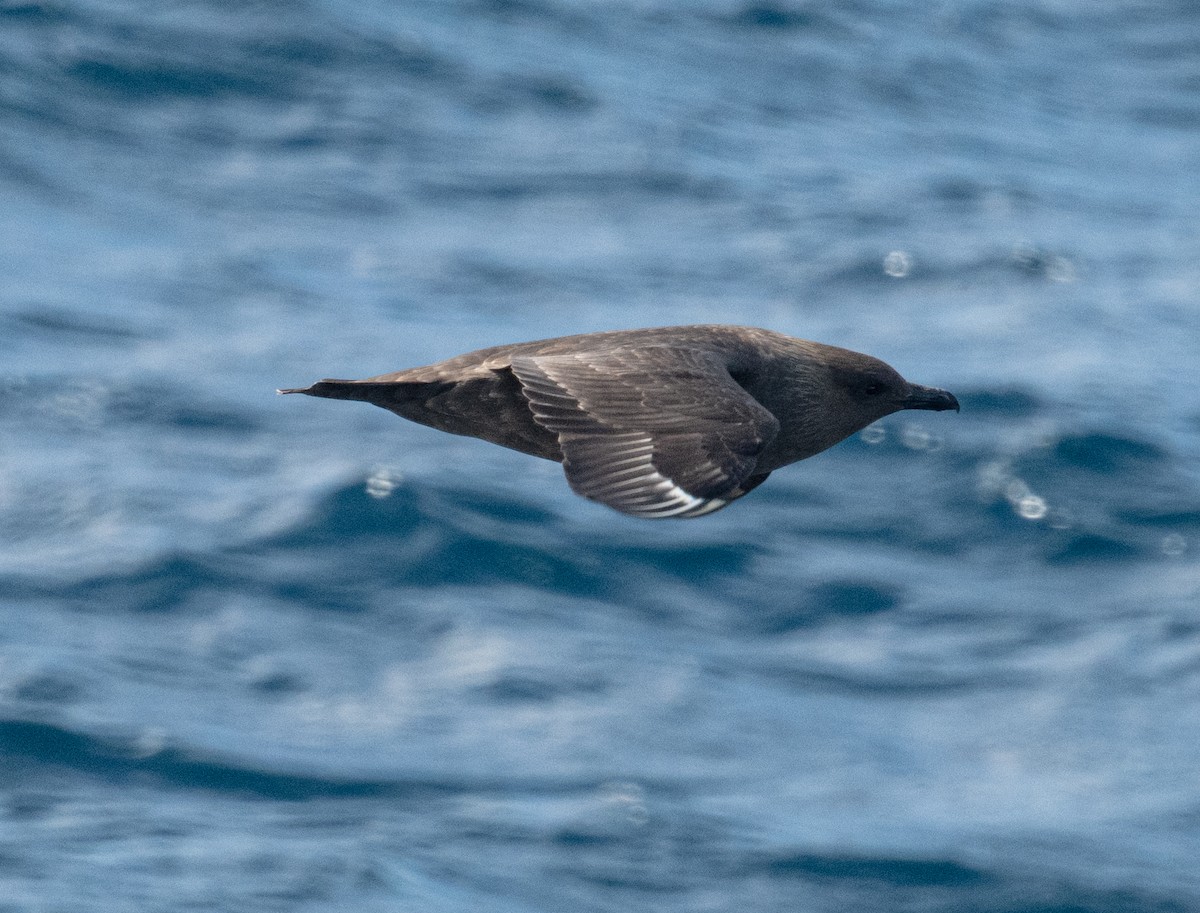 חמסן דרומי - ML650822652