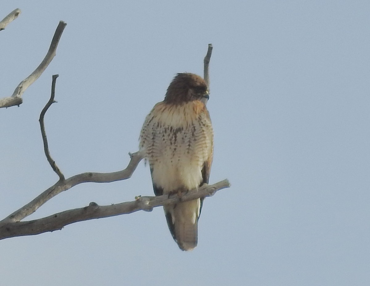 Zapelatz buztangorria - ML650822658