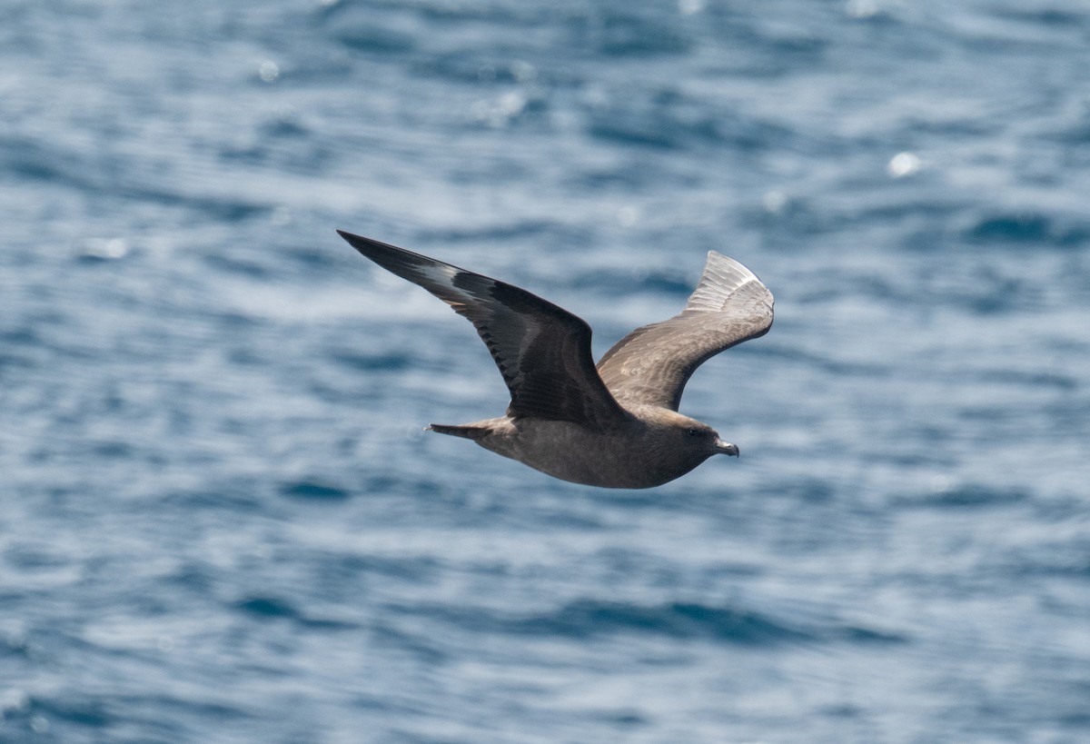 חמסן דרומי - ML650822667