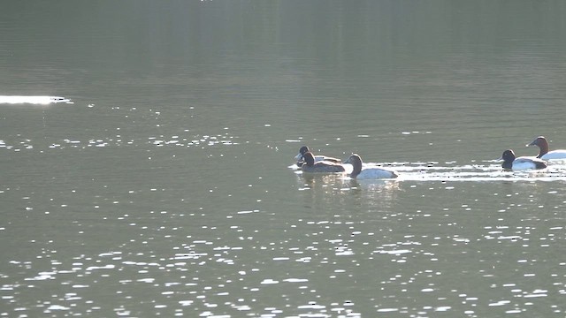 Büyük Elmabaş - ML650822669