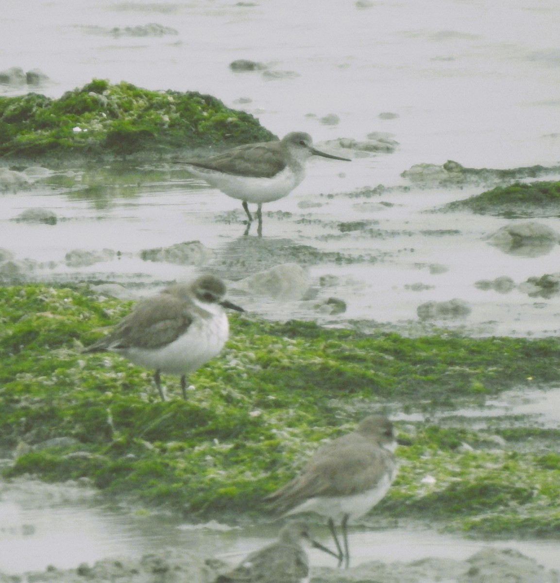 Tibet Cılıbıtı - ML650822714