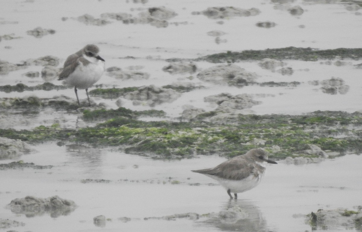 Tibet Cılıbıtı - ML650822715