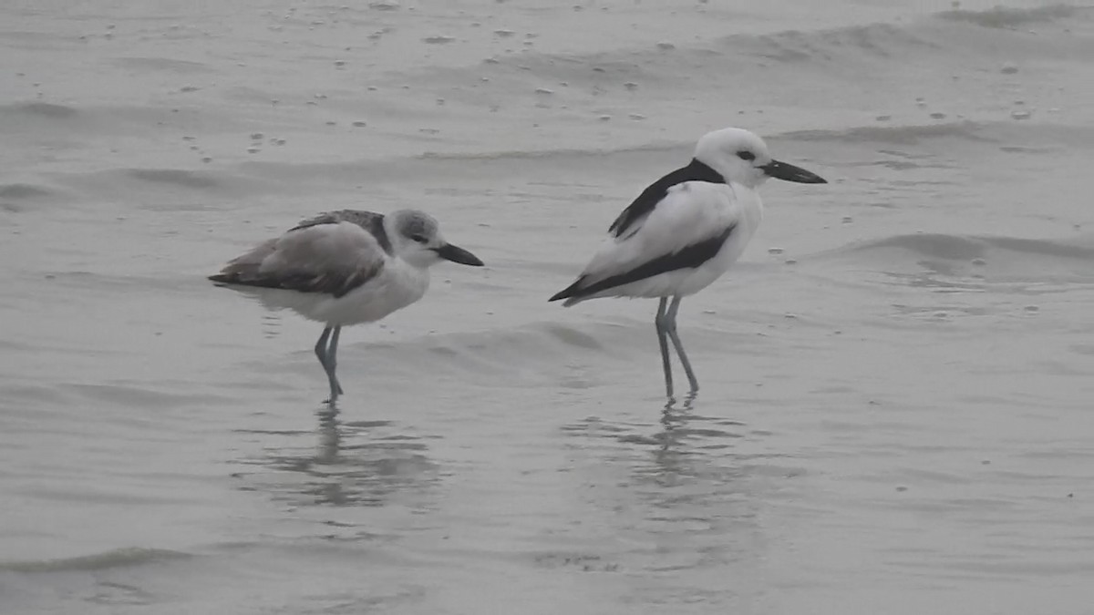 Crab-Plover - ML650822765