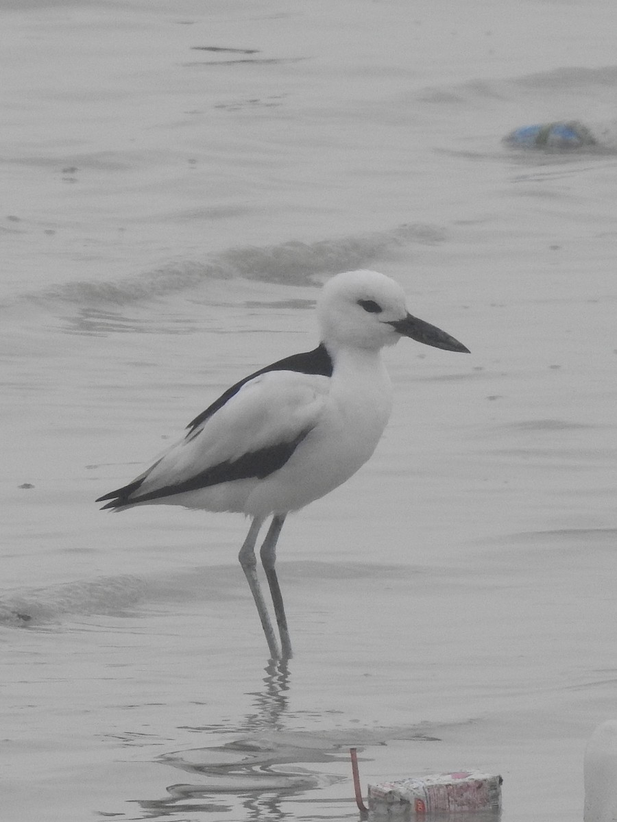 Crab-Plover - ML650822767