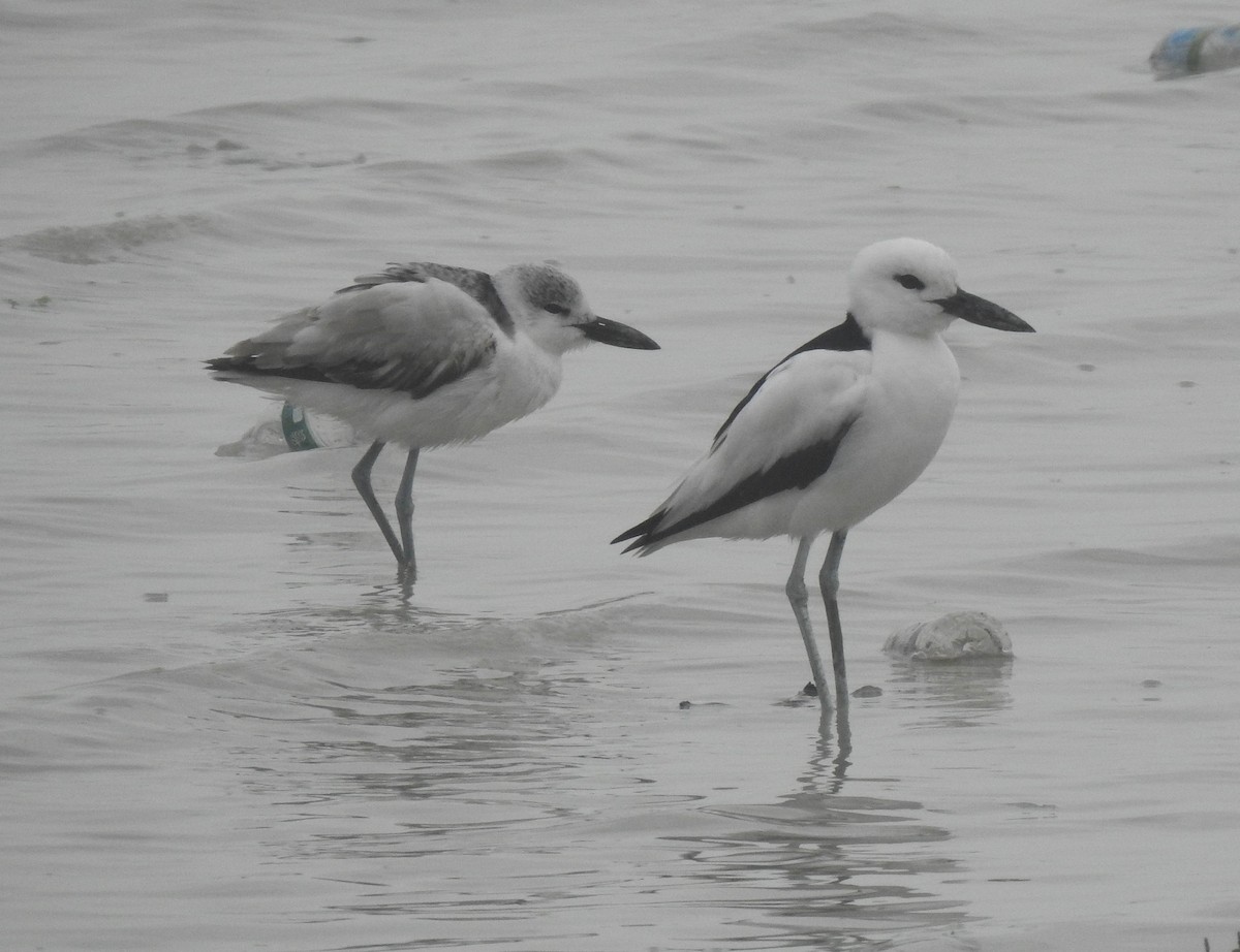 Crab-Plover - ML650822769