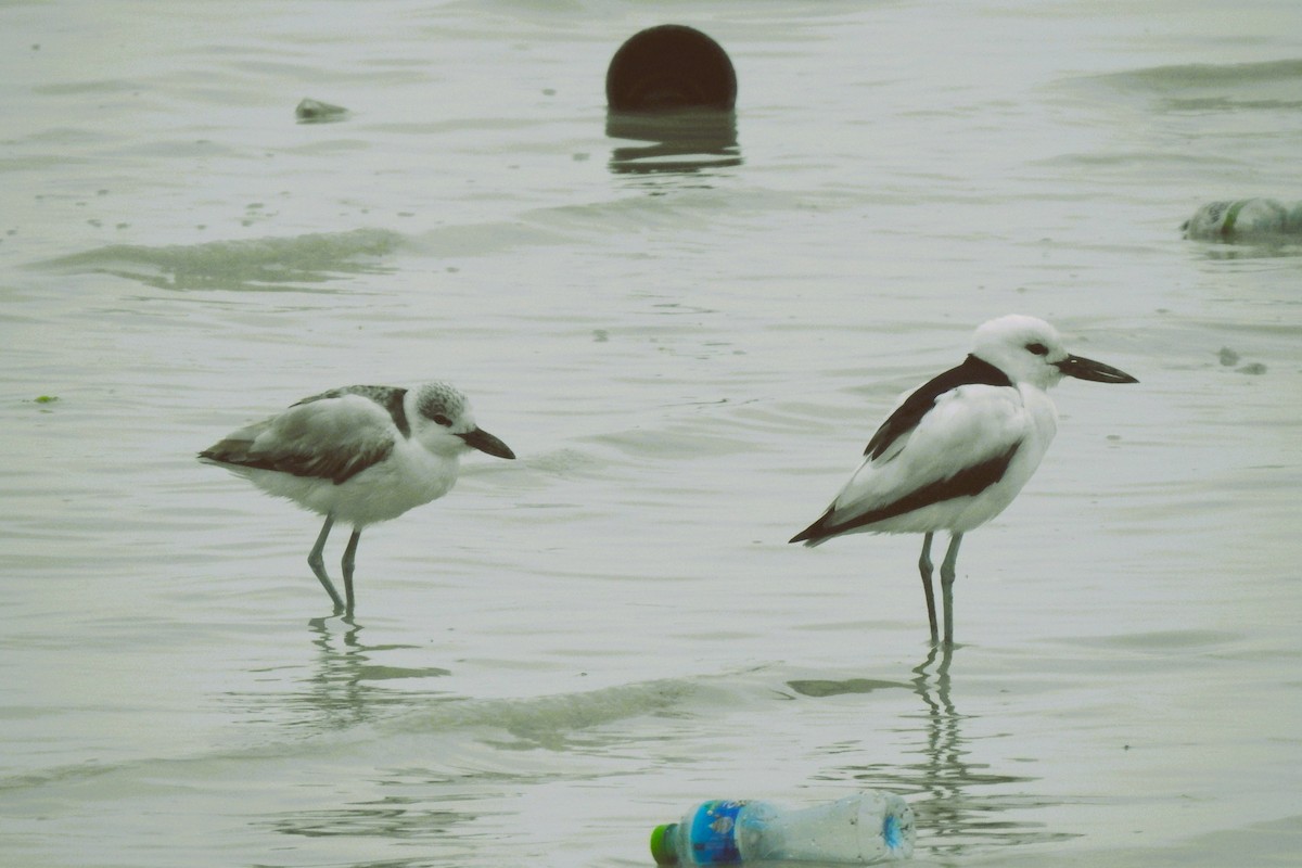 Crab-Plover - ML650822770