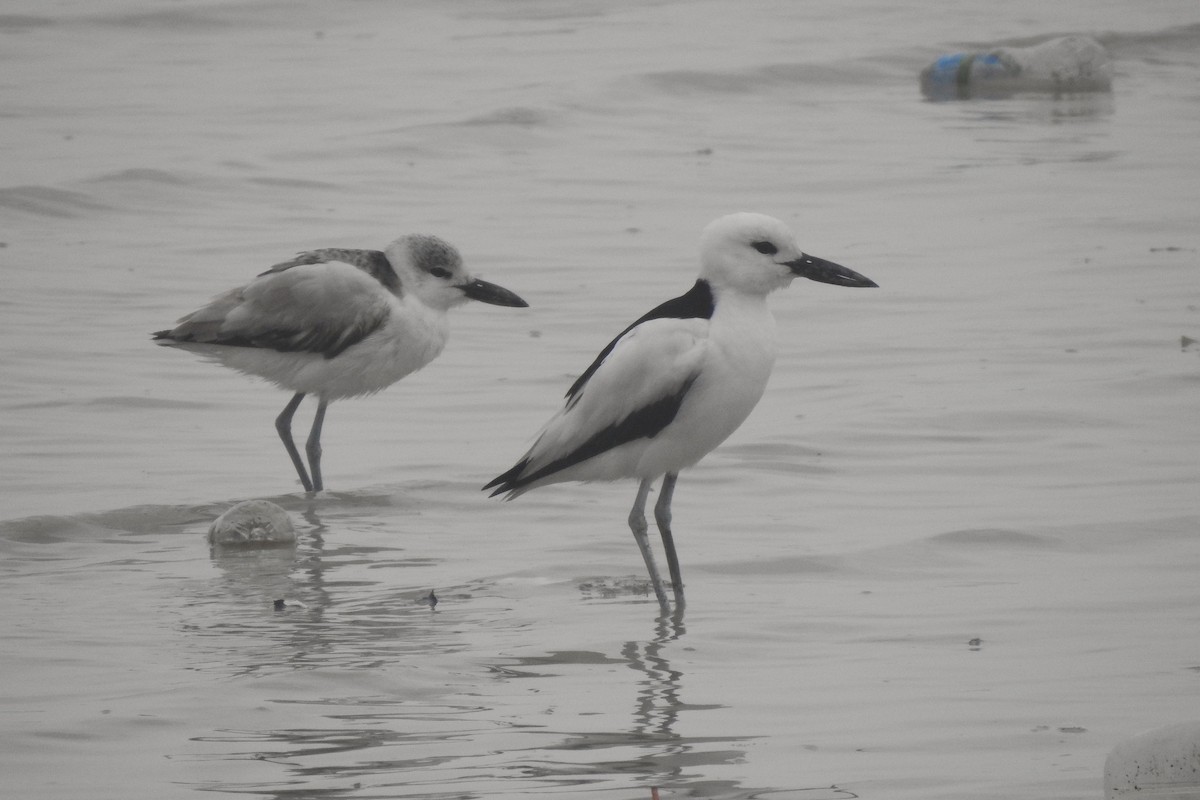 Crab-Plover - ML650822771