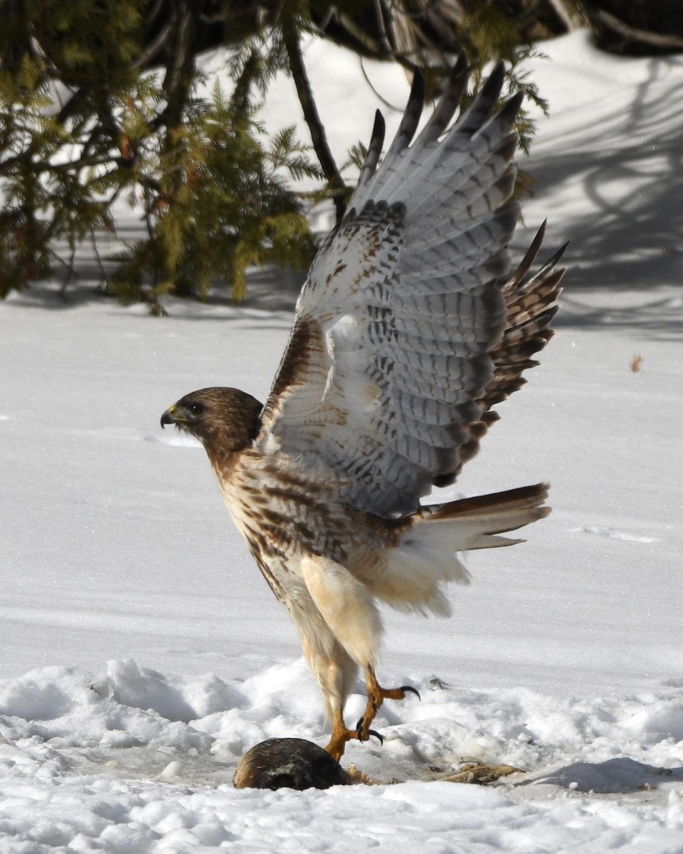 Zapelatz buztangorria - ML650822808