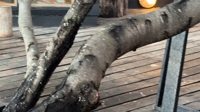 Patagonya Ardıcı - ML650822901