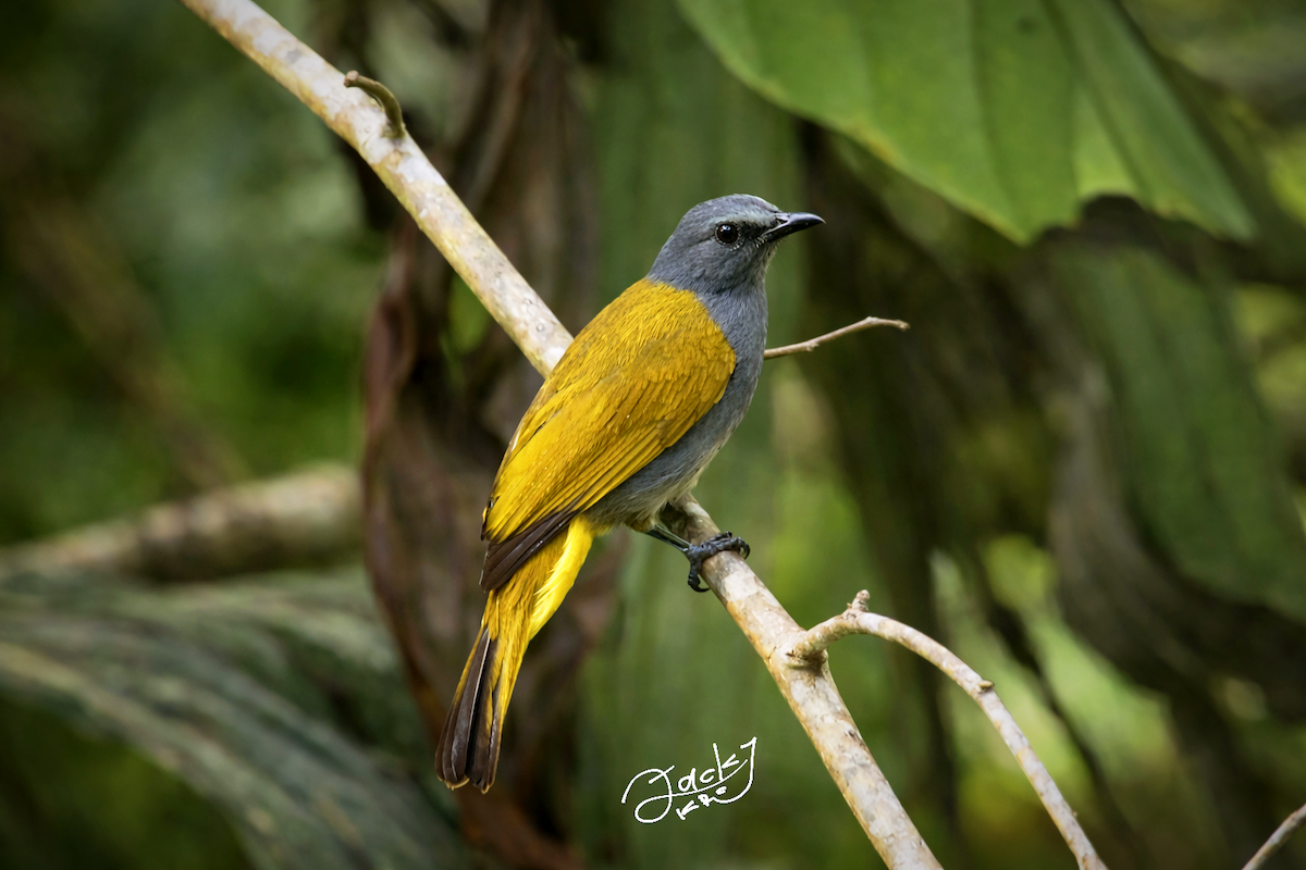 Gri-Mavi Karınlı Arapbülbülü - ML650822919