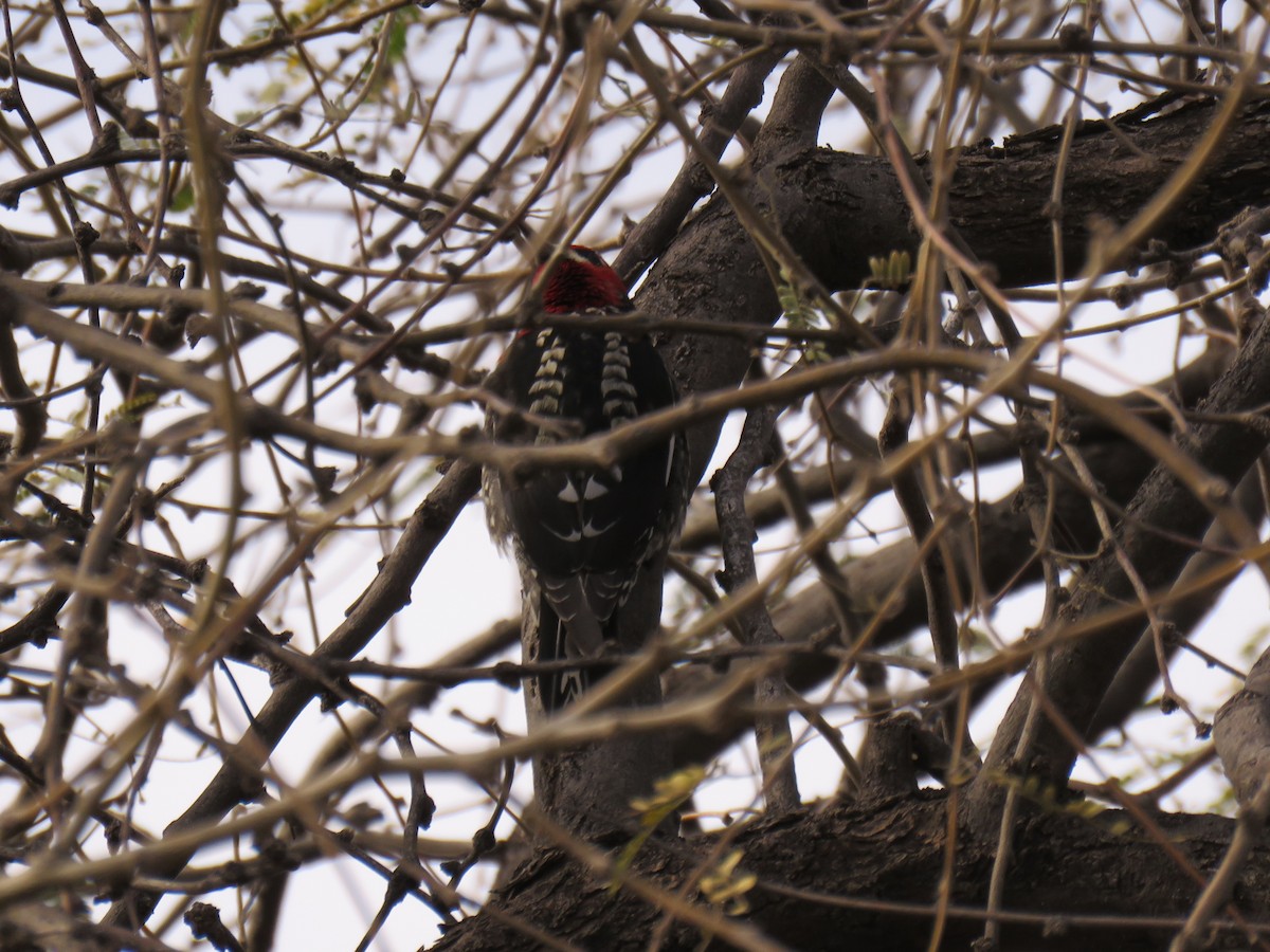 Red-breasted Sapsucker - ML650822922