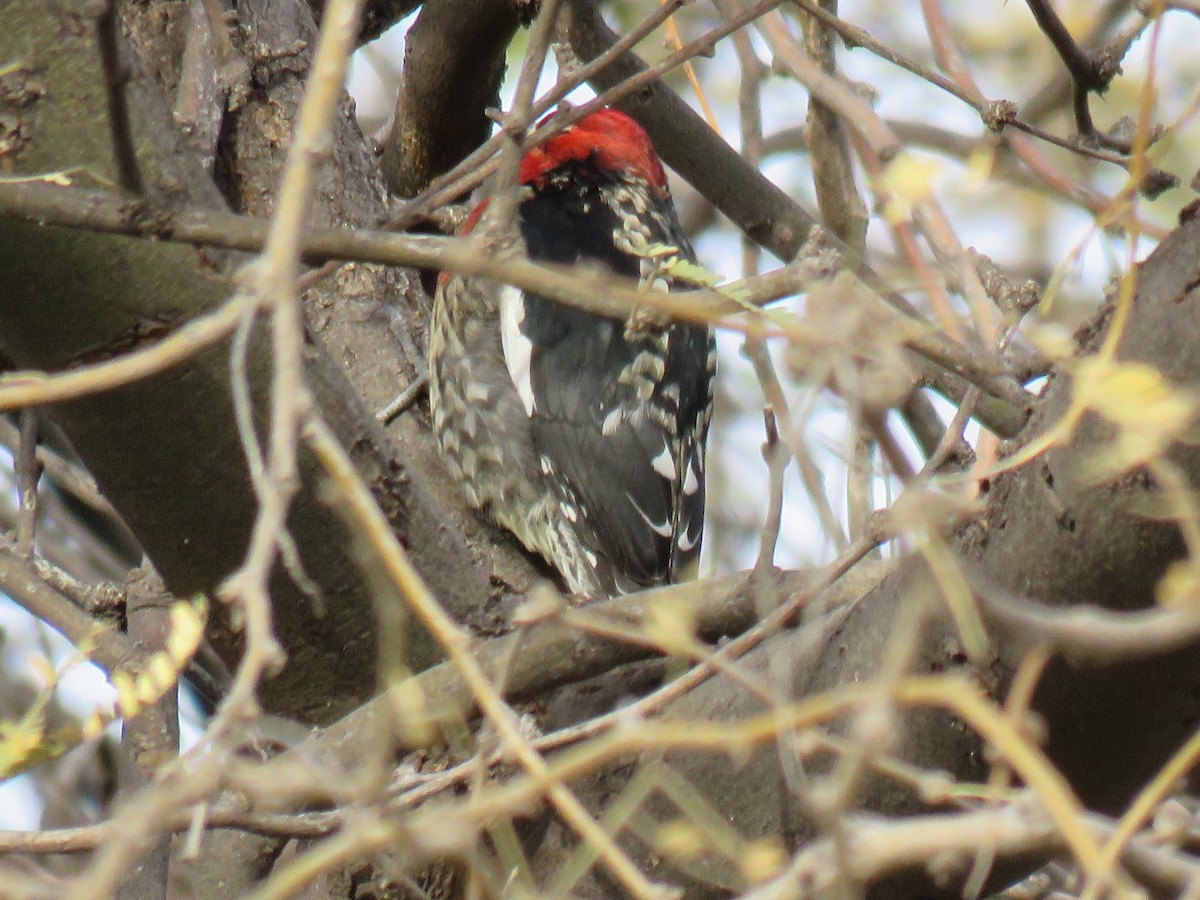 Red-breasted Sapsucker - ML650822923
