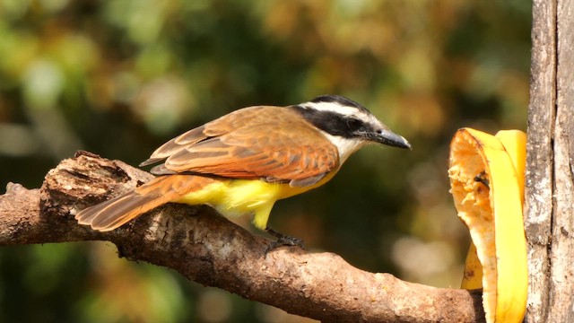 Büyük Kiskadi Tiranı - ML650822988