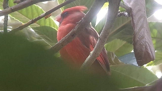 Kırmızı Kardinal - ML650823082