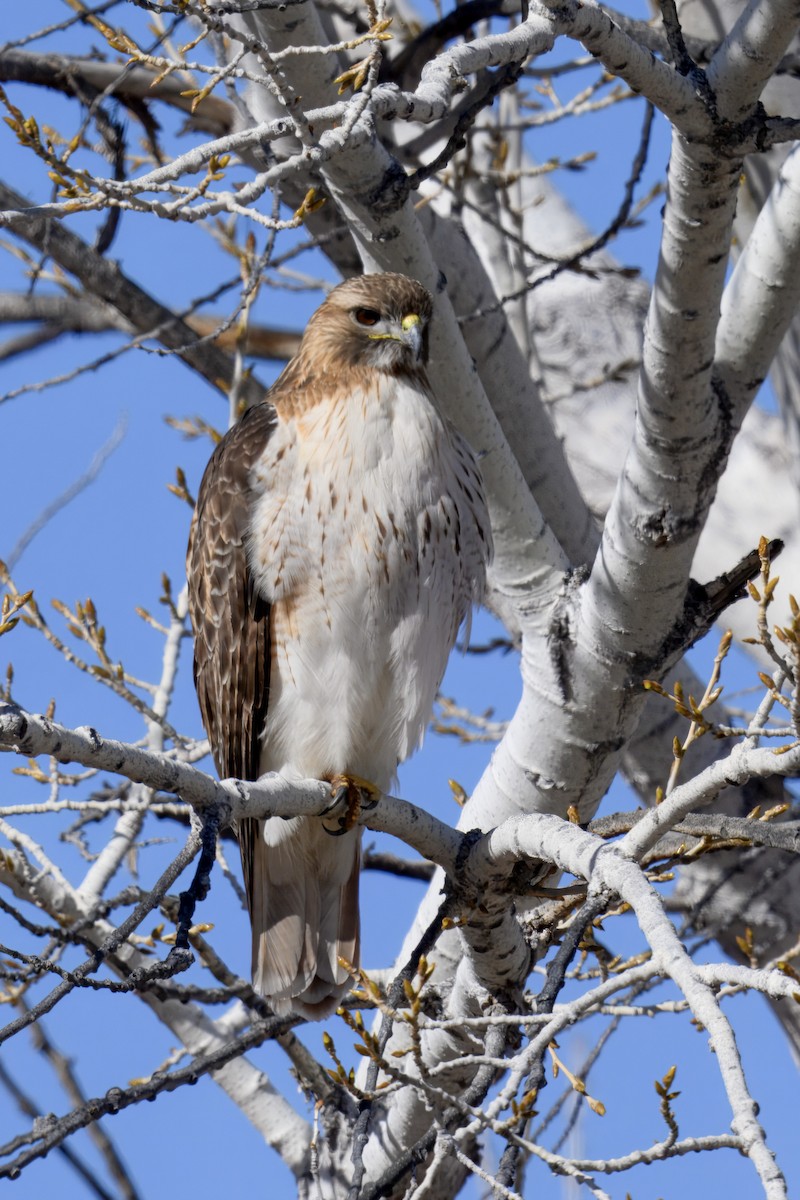 Zapelatz buztangorria - ML650823087