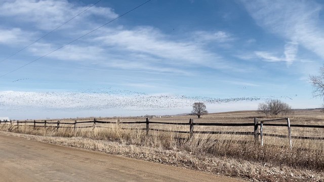 Gıdaklayan Kaz - ML650823127