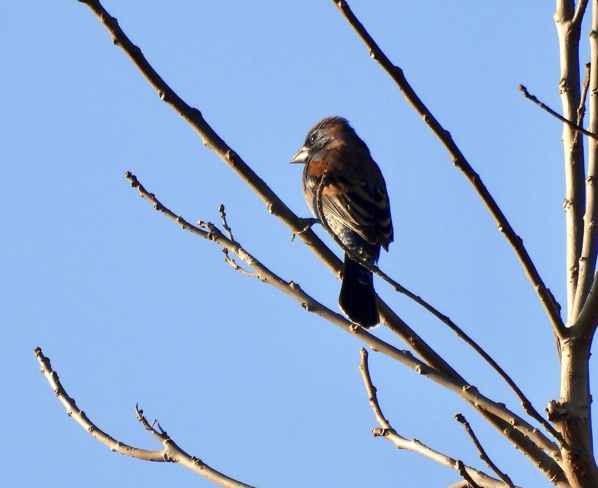 Blue Grosbeak - ML650823138