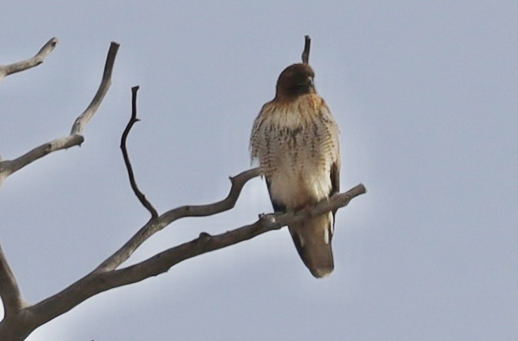 Zapelatz buztangorria - ML650823186