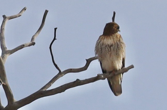 Zapelatz buztangorria - ML650823193