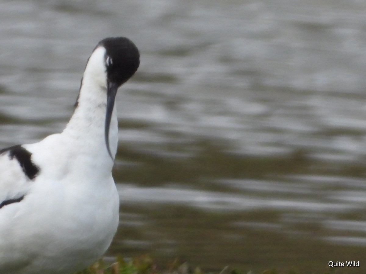 Pied Avocet - ML650823368