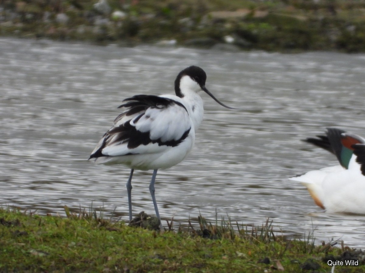 Pied Avocet - ML650823369