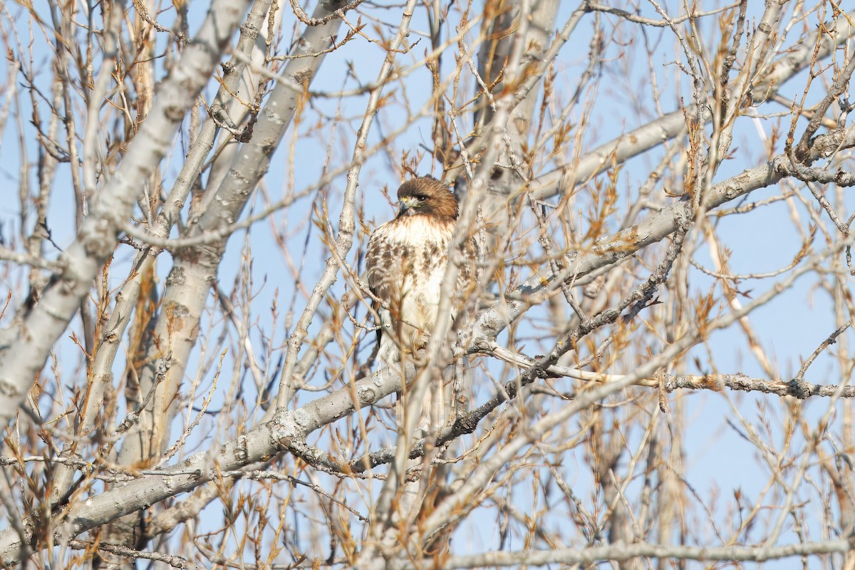 Zapelatz buztangorria - ML650823380